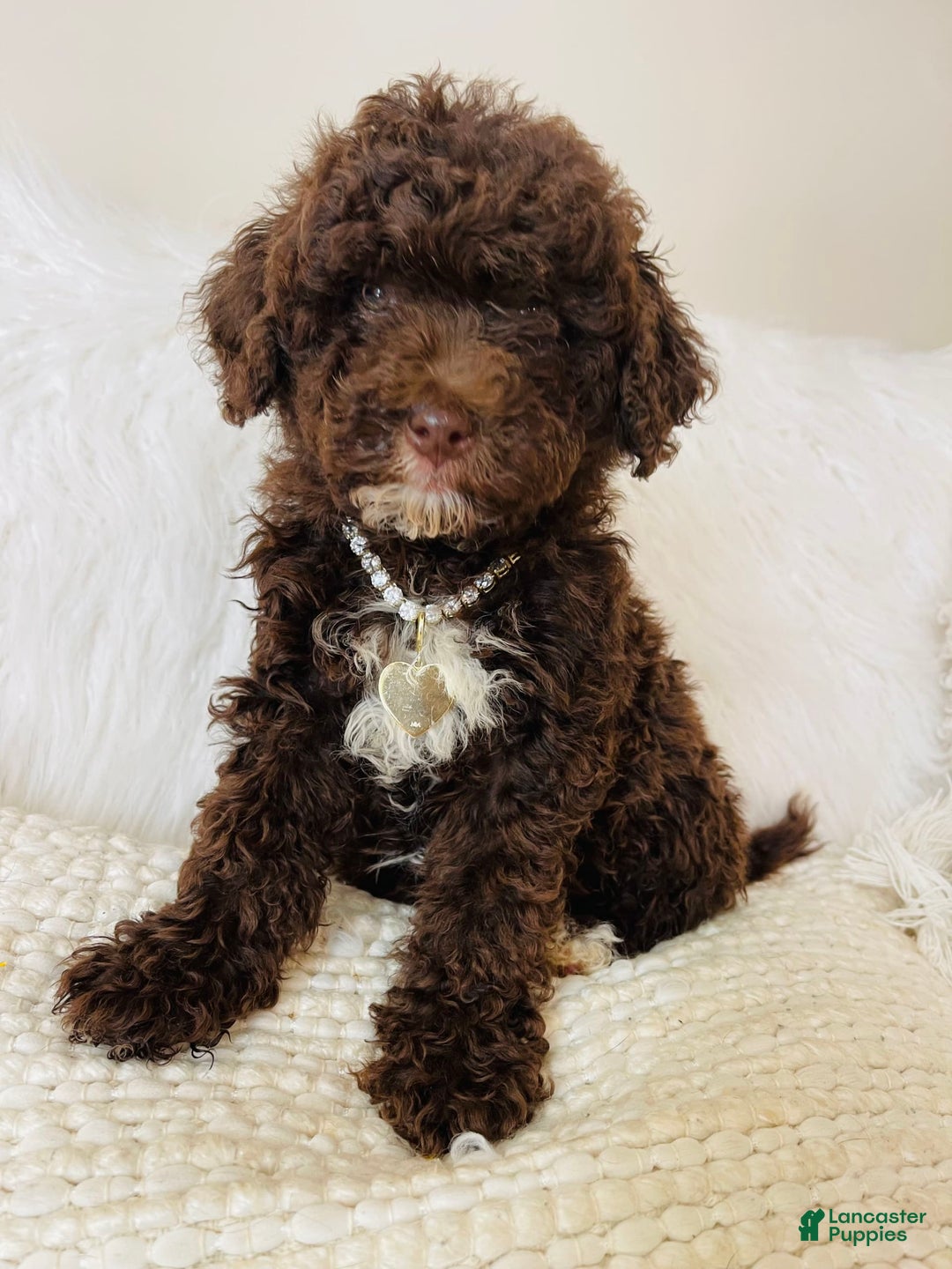 Mini Bernedoodle dogs for sale: Coco Bean - Image 3
