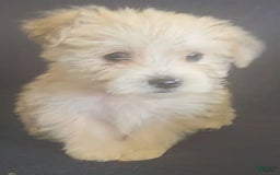 Cavalier King Charles Spaniel dogs for sale: Petey - Image 7