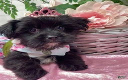 Shorkie dogs for sale: Little Mercedes - Image 2