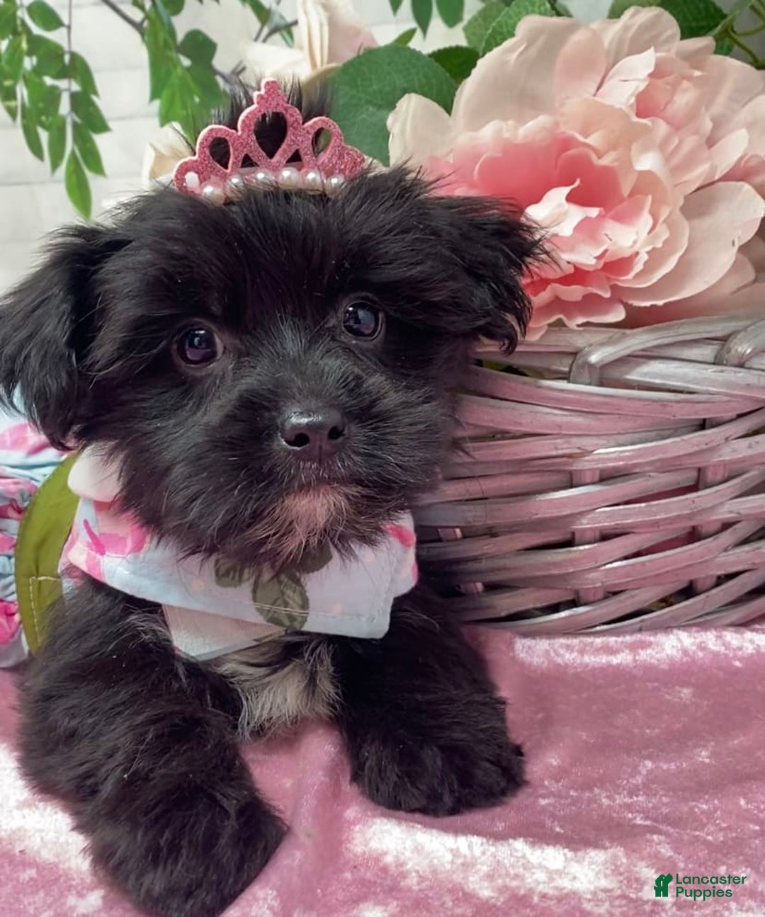 Shorkie dogs for sale: Little Mercedes - Image 2