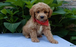 Mini Goldendoodle dogs for sale: Mack - Image 5