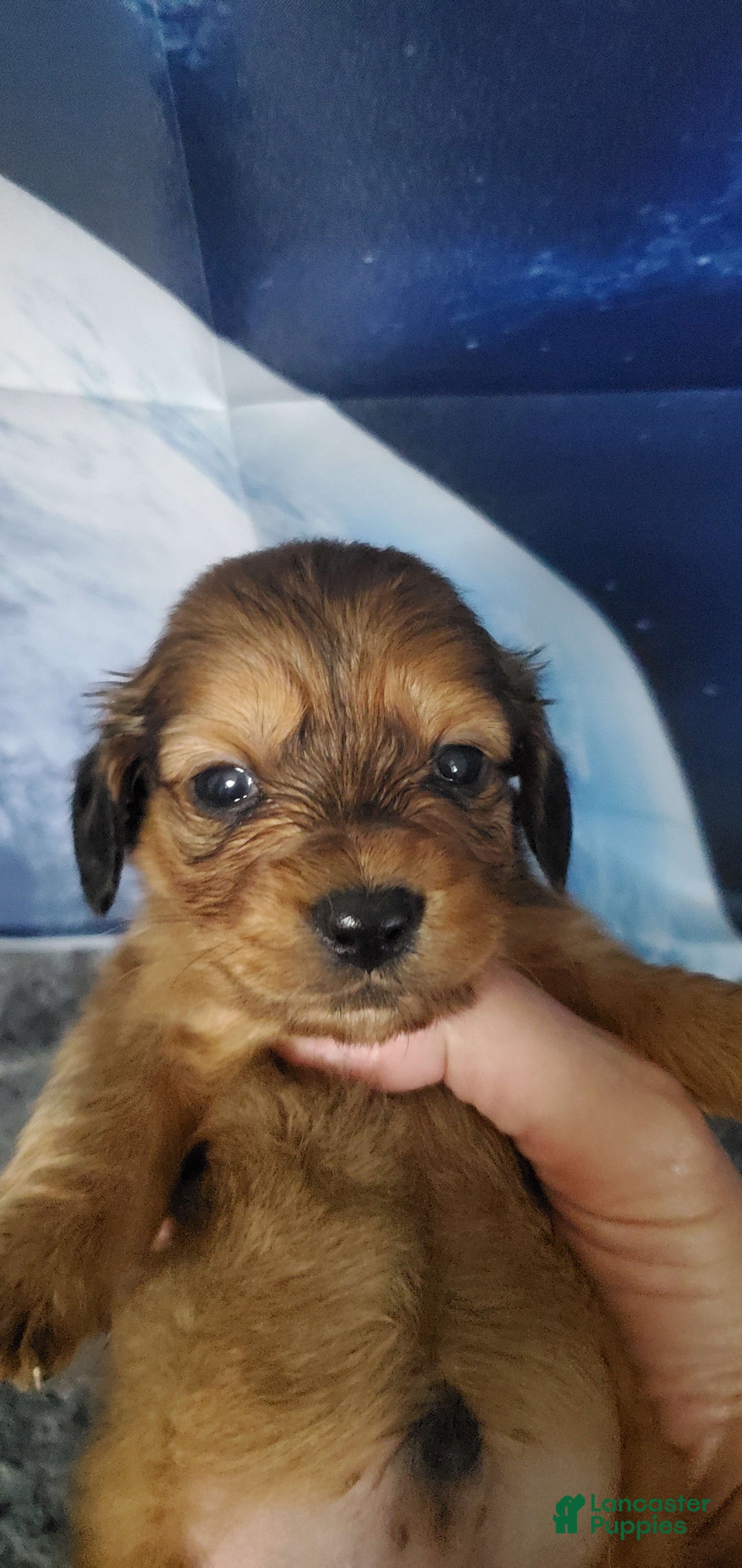 Miniature Dachshund dogs for sale: Brule - Image 5