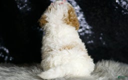 Maltipoo dogs for sale: Winona - Image 7