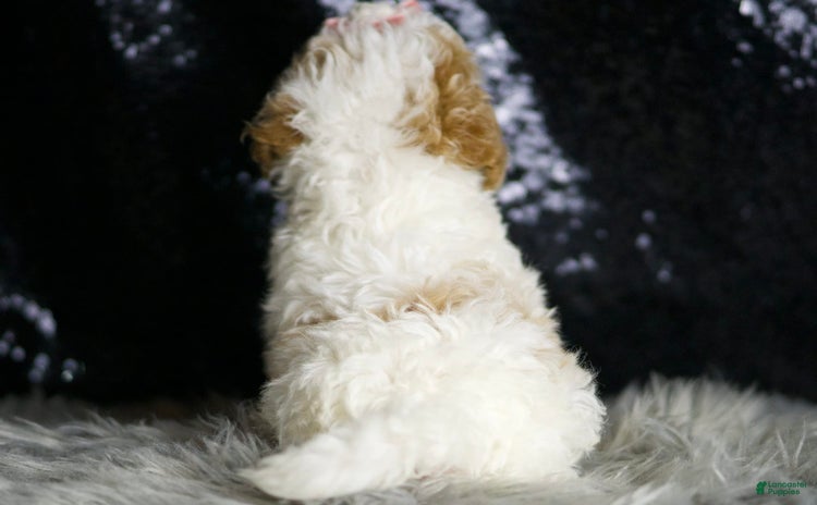 Maltipoo dogs - Advert 31