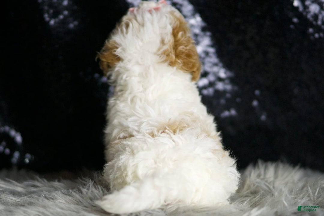 Maltipoo dogs for sale: Winona - Image 7