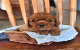 Cavalier King Charles Spaniel dogs for sale: Charlie - Image 1