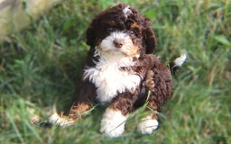 Mini Bernedoodle dogs for sale: Midget - Image 6