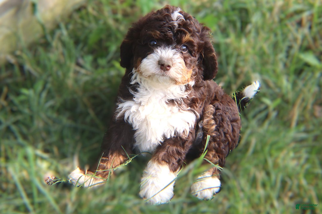 Mini Bernedoodle dogs for sale: Midget - Image 6