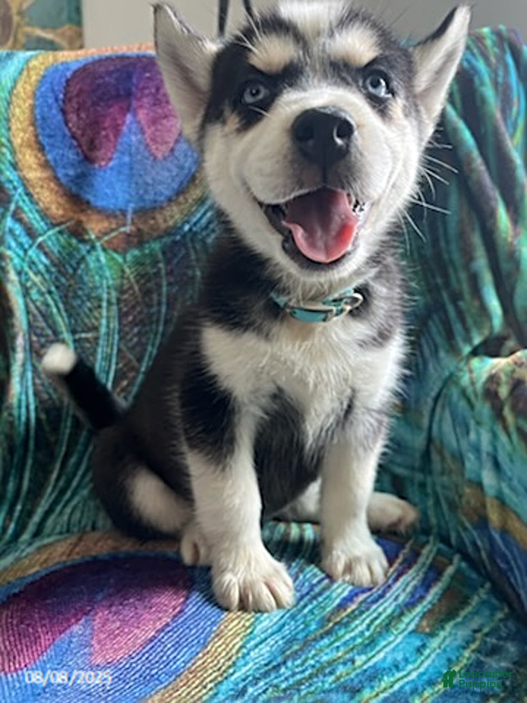 Pomsky dogs for sale: Raider - Image 4