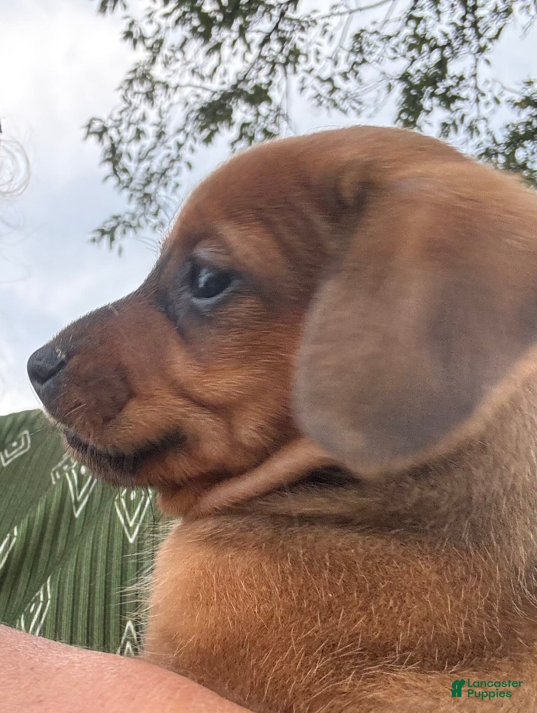 Miniature Pinscher dogs for sale: Cookie - Image 2