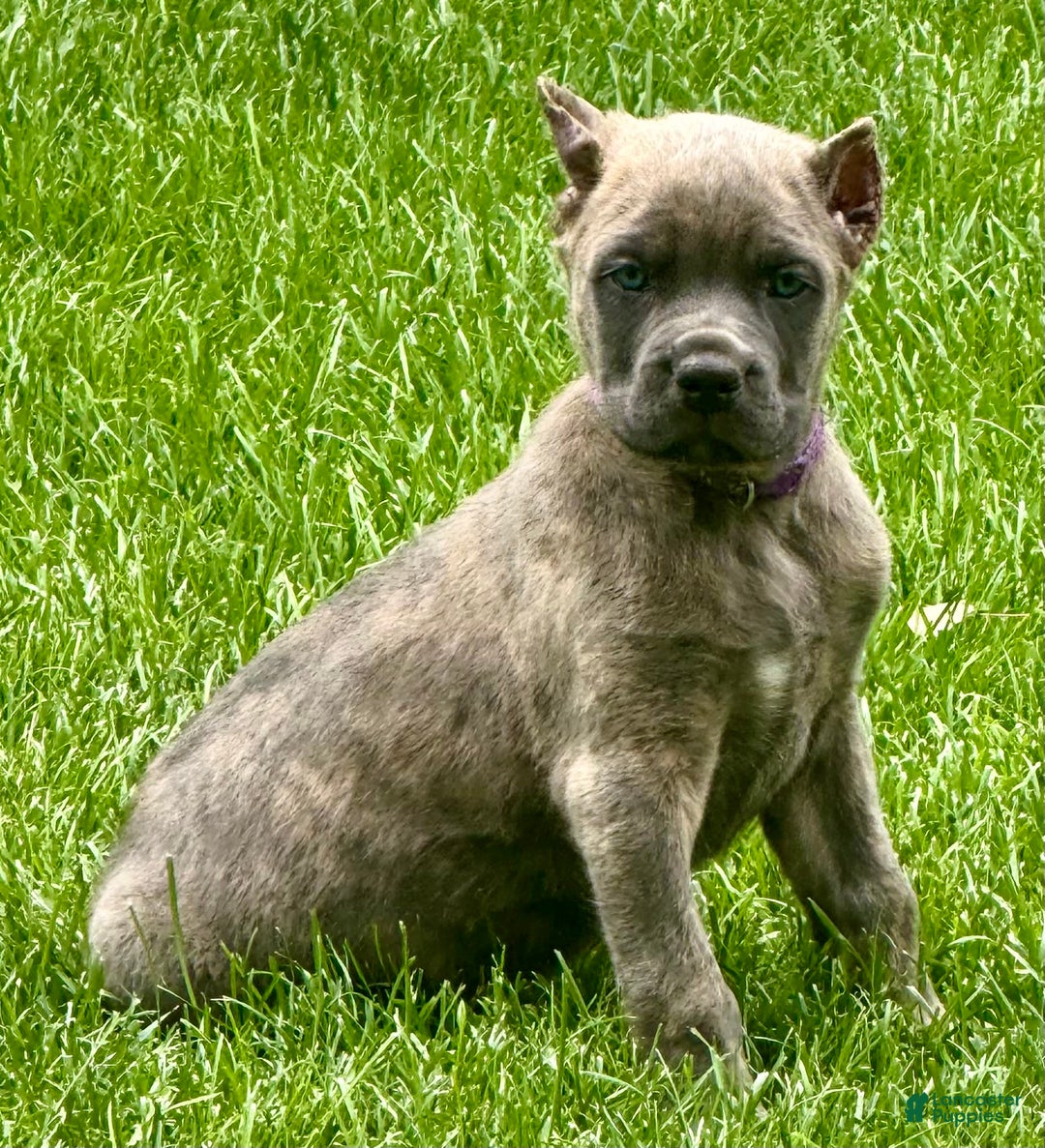 Cane Corso dogs for sale: Brynn - Image 9