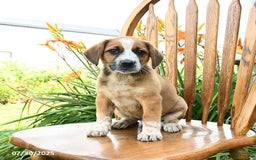 Beagle dogs for sale: Lynx - Image 1