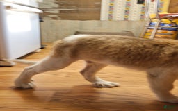 Saint Bernard dogs for sale: Max - Image 3