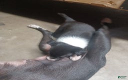 Border Collie dogs for sale: No Stripe - Image 1