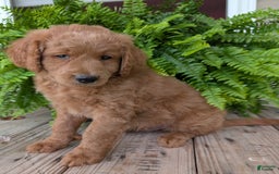 Goldendoodle dogs for sale: Reed - Image 25