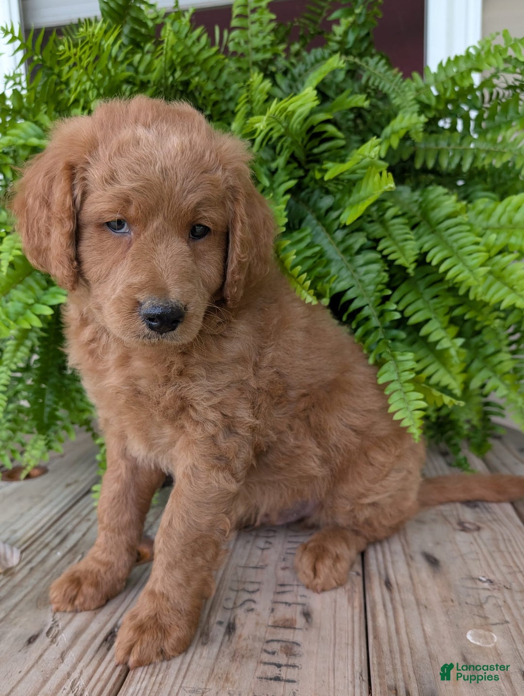 Goldendoodle dogs for sale: Reed - Image 25