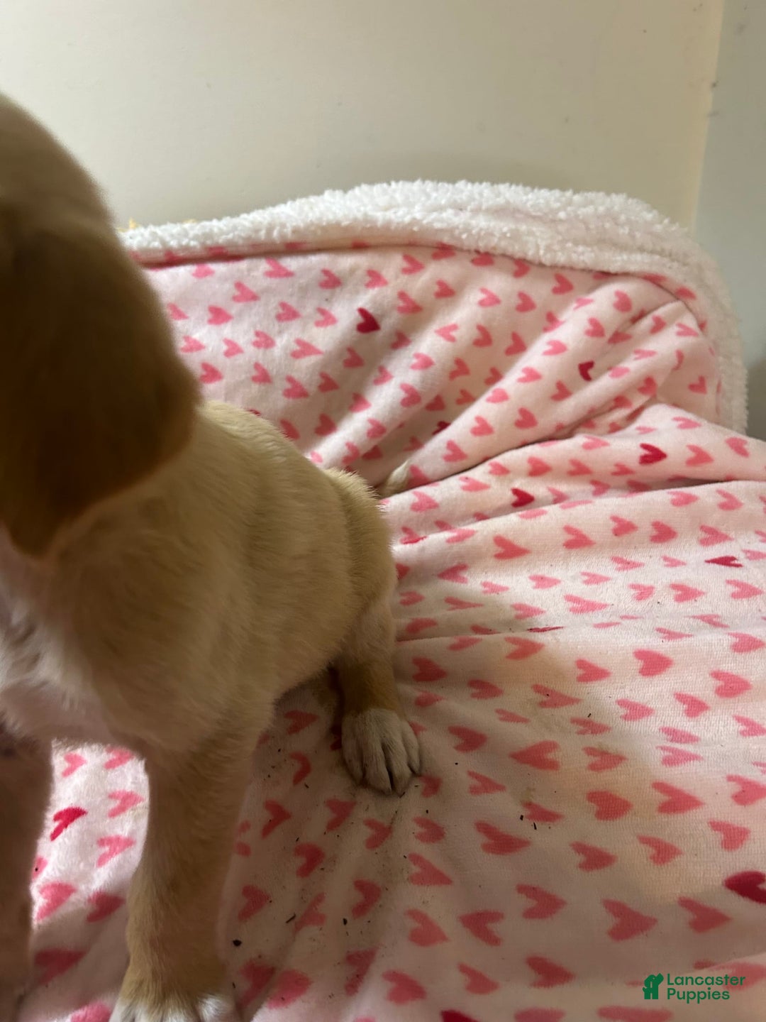 Goldador dogs for sale: Daisy - Image 2