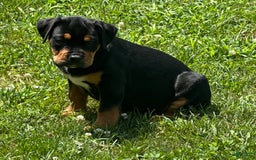 Olde English Bulldogge dogs for sale: Iris - Image 6
