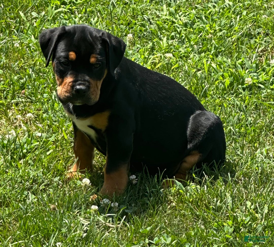 Olde English Bulldogge dogs for sale: Iris - Image 6