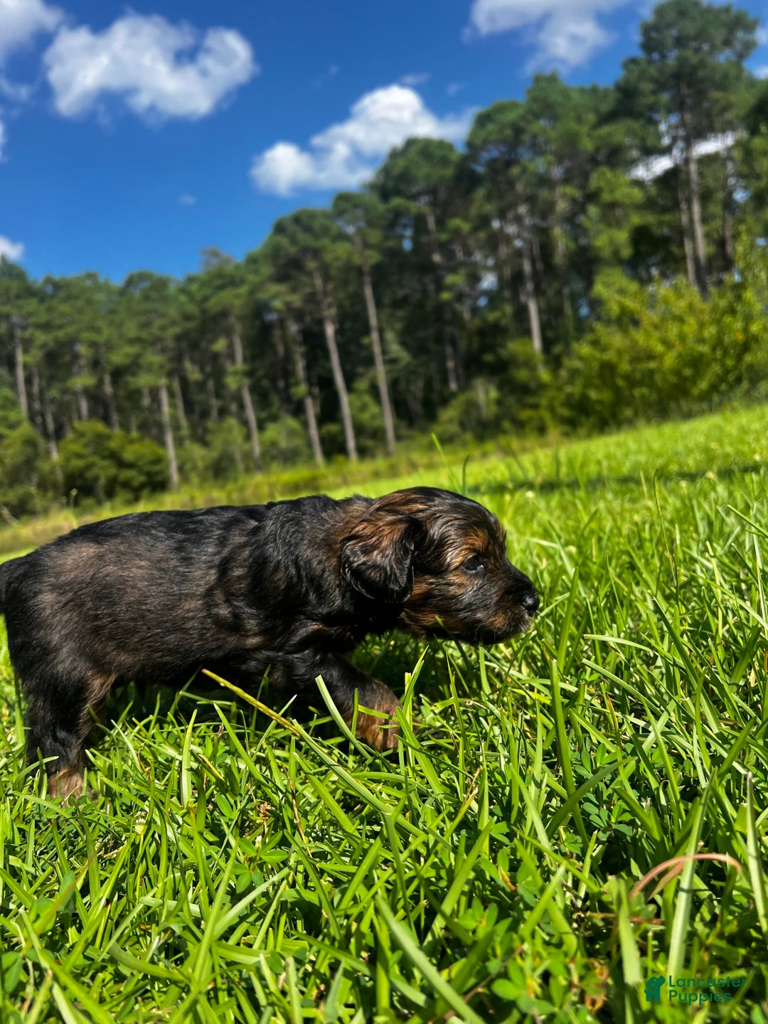 Aussiedoodle dogs for sale: Teddy - Image 4