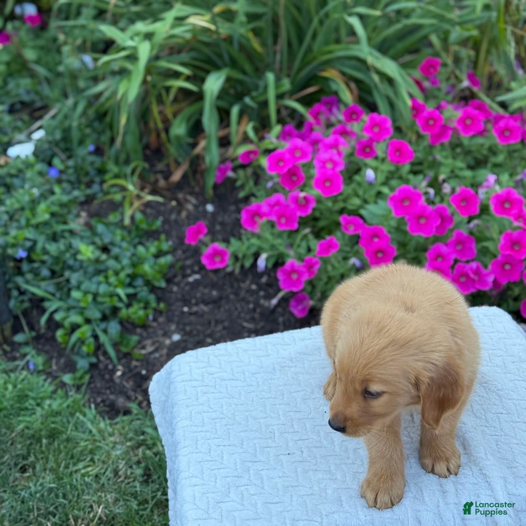 Golden Retriever dogs for sale: Teddy - Image 11