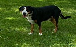 Greater Swiss Mountain Dog dogs for sale: Julep - Image 13