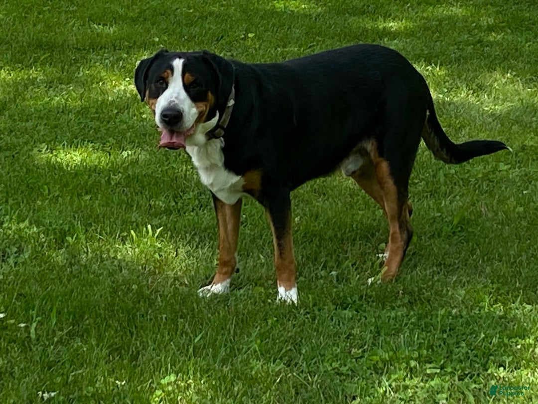 Greater Swiss Mountain Dog dogs for sale: Julep - Image 13