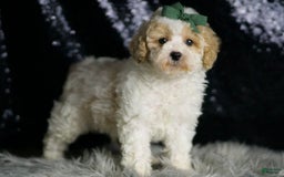 Maltipoo dogs for sale: Stache - Image 5
