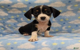 Miniature Dachshund dogs for sale: Cody - Image 3