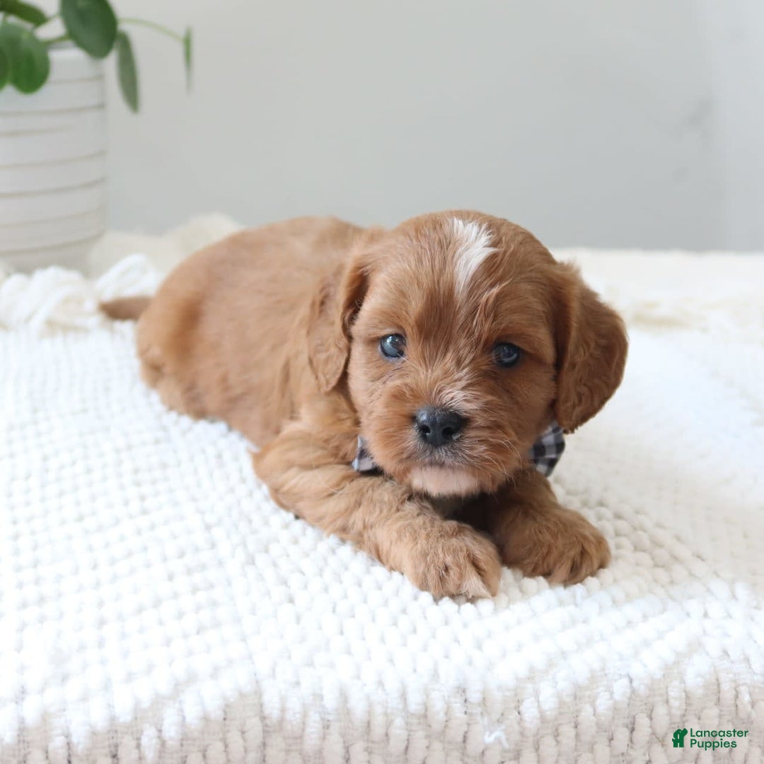 Cavapoo dogs for sale: Forest - Image 4