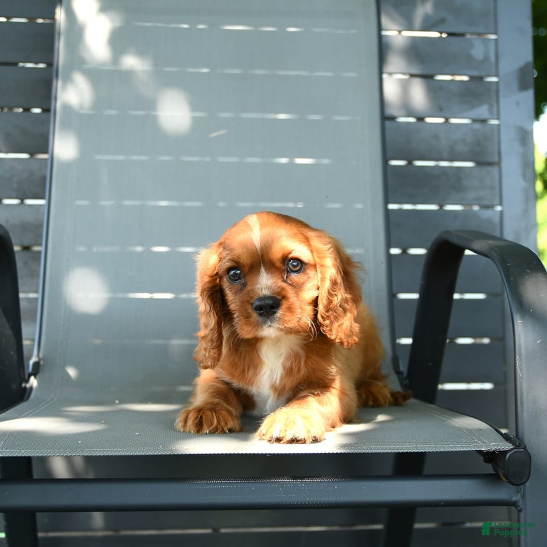 Cavalier King Charles Spaniel dogs for sale: Wendle - Image 2