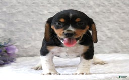 Beagle dogs for sale: Wilson - Image 6