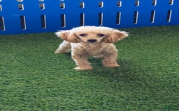 Toy Poodle dogs for sale: Cloey - Image 13