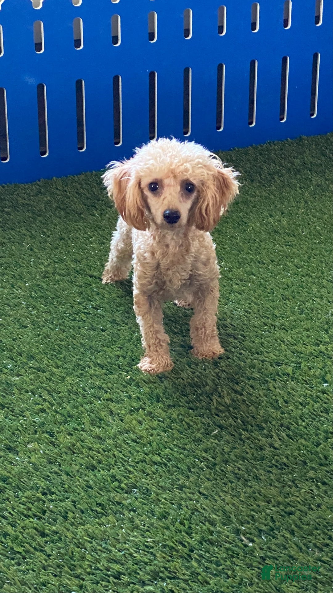 Toy Poodle dogs for sale: Cloey - Image 13
