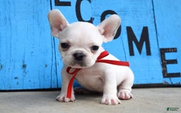 French Bulldog dogs for sale: Fido - Image 5
