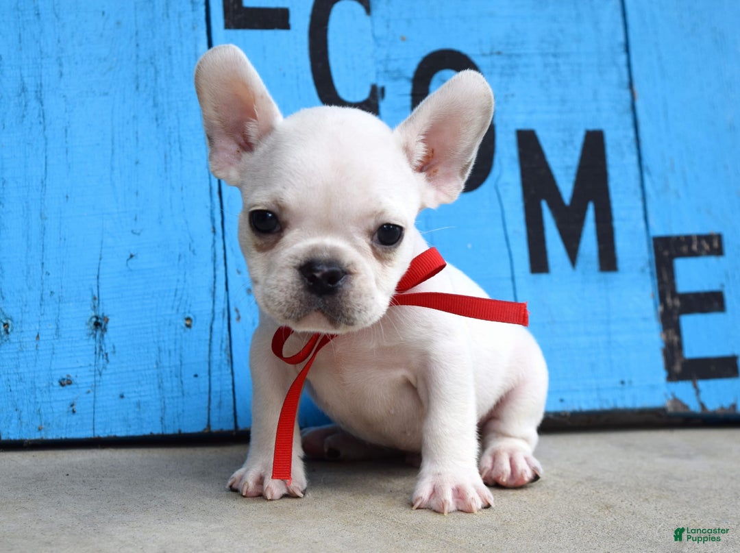 French Bulldog dogs for sale: Fido - Image 5