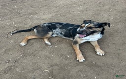 Catahoula Leopard Dog dogs for sale: Jameson - Image 1