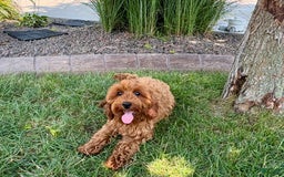 Cockapoo dogs for sale: Henry - Image 7