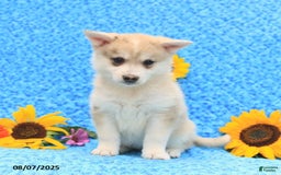 Pomsky dogs for sale: Marshmallow - Image 5