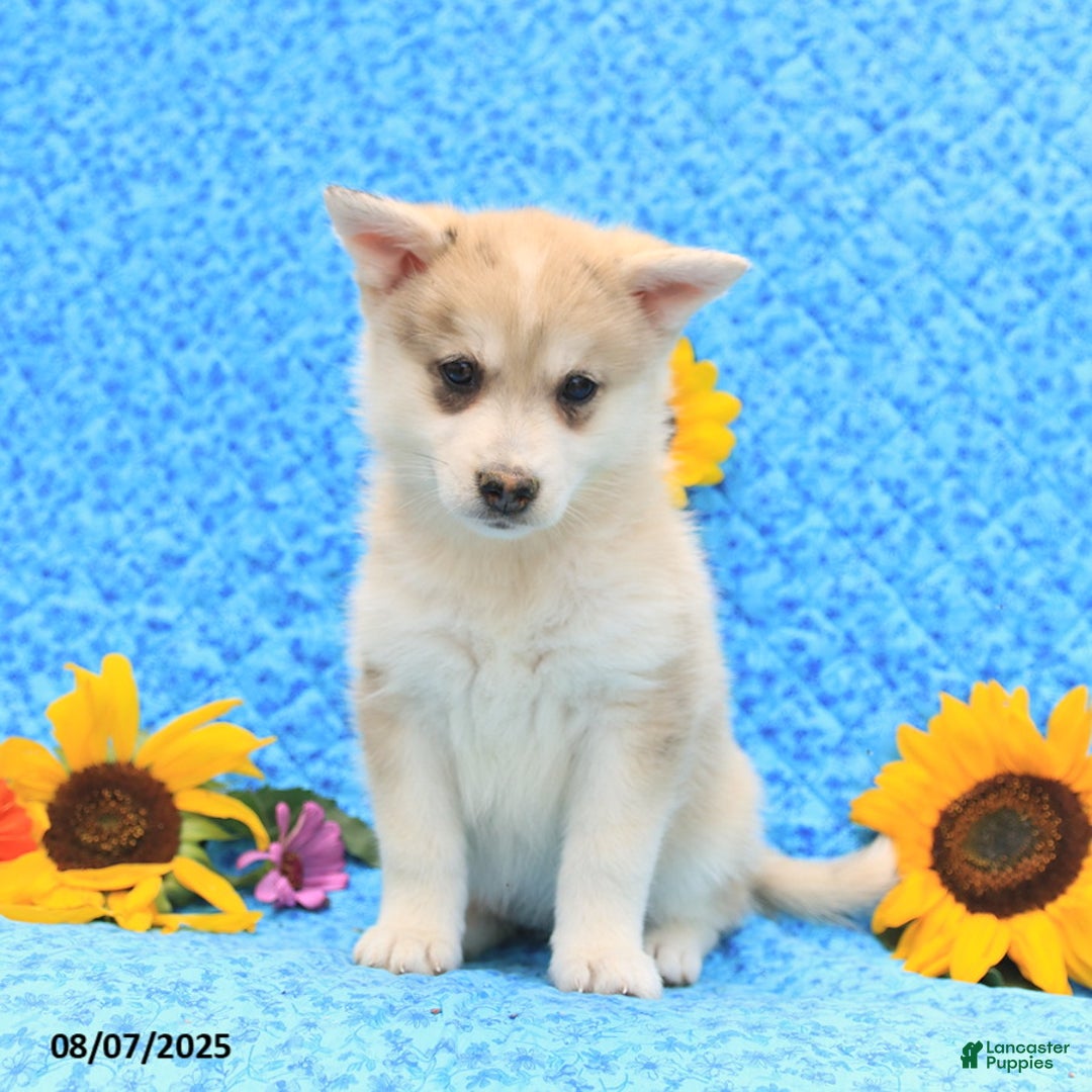Pomsky dogs for sale: Marshmallow - Image 5