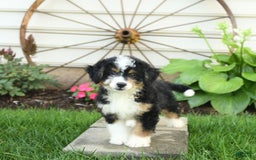 Mini Bernedoodle dogs for sale: Pepper - Image 3