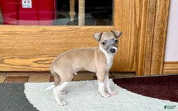Italian Greyhound dogs for sale: Gerald - Image 7