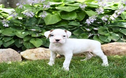 Boxer dogs for sale: Duke - Image 3