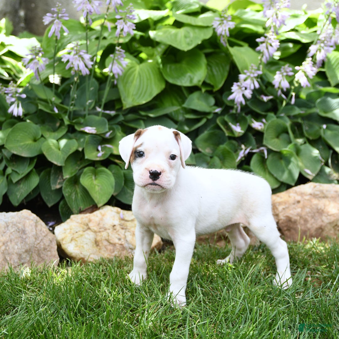 Boxer dogs for sale: Duke - Image 3