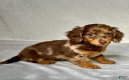 Miniature Dachshund dogs for sale: Mindy - Image 4
