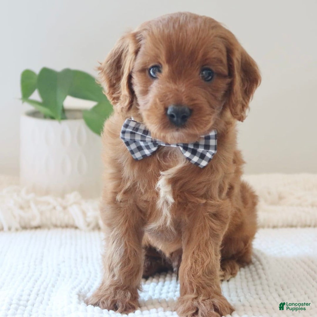 Cavapoo dogs for sale: Forest - Image 2