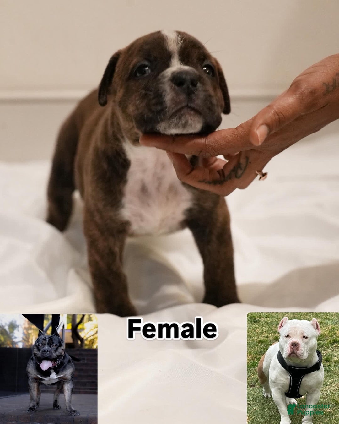American Bully dogs for sale: Ebony - Image 1