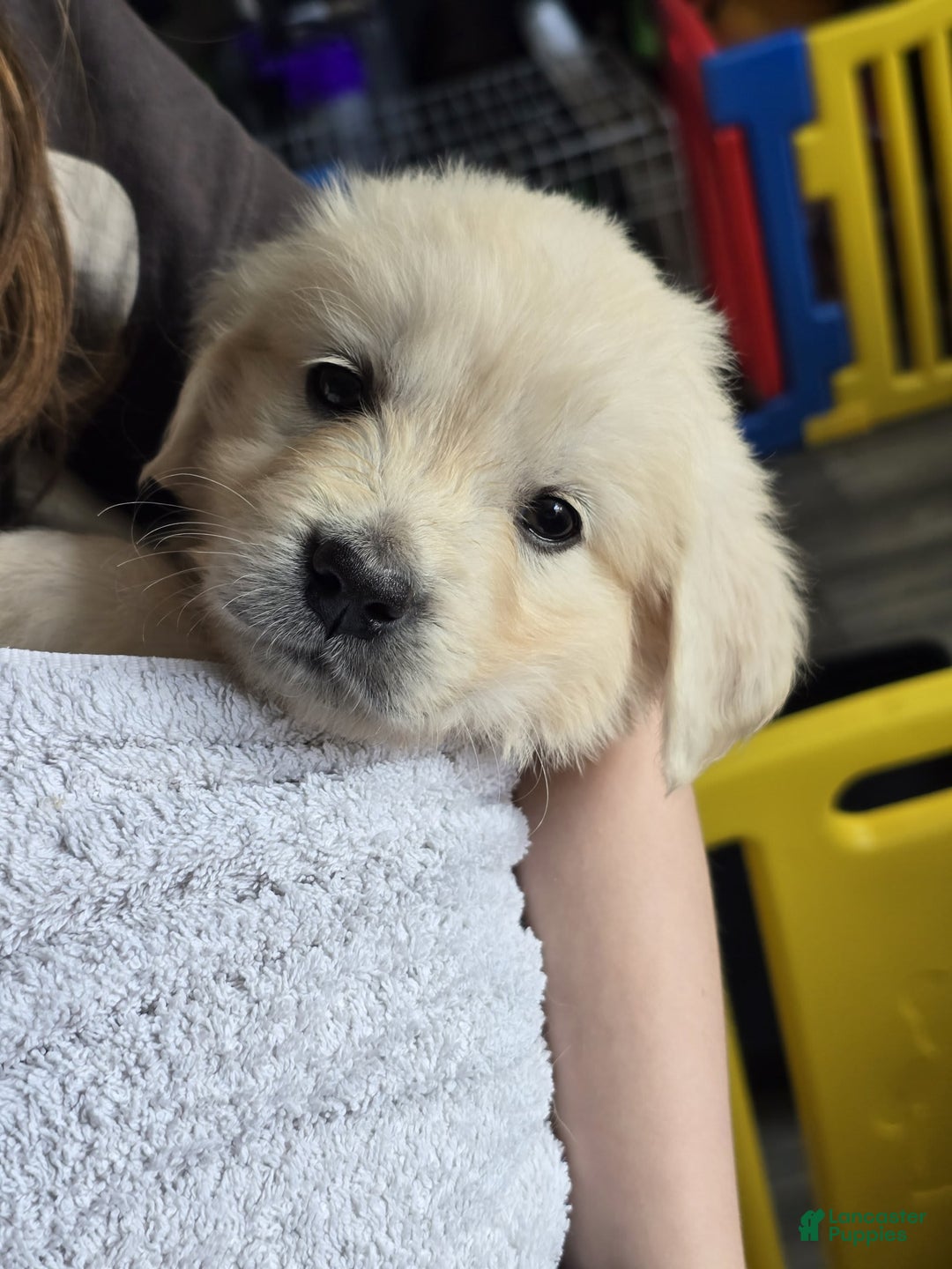 Golden Retriever dogs for sale: Laura - Image 5