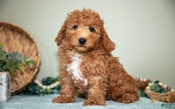 Cavapoo dogs for sale: Greg - Image 1