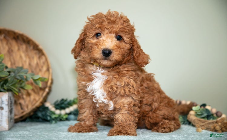 Cavapoo dogs for sale - Ad 1